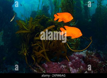 Pesci Garibaldi (Hypsypops rubicundus), Isole San Benitos, Baja California Pacific Islands Biosphere Reserve, Baja California, Messico, maggio Foto Stock