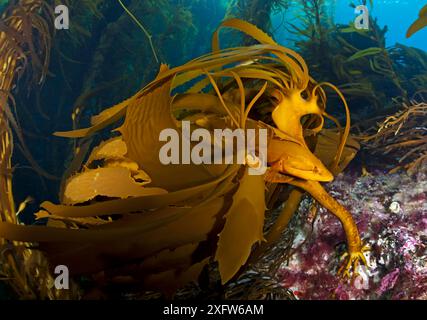 Alghe giganti (Heterostichus rostratus), Isole San Benitos, Baja California Pacific Islands Biosphere Reserve, Baja California, Messico, maggio Foto Stock