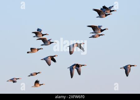 Barnacle Goose (Branta leucopsis) migranti in volo sopra la costa al crepuscolo, Parco Nazionale di Matsalu, Estonia, settembre. Foto Stock