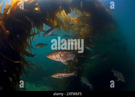 Alghe/spigole (Paralabrax clathratus) e Kelp gigante (Macrocystis pyrifera), Cedros Island, Oceano Pacifico, Baja California, Messico, maggio Foto Stock