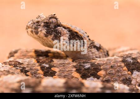 Adder corna (Bitis caudalis) ritratto di un individuo maschile, Namibia Foto Stock
