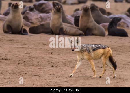 Sciacallo nero (Canis mesomelas) camminando lungo alcune orche da pelliccia del Capo (Arctocephalus pusillus) colonia di foche di Capo Cross, Namibia Foto Stock