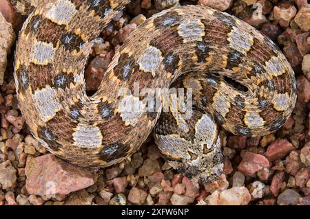 Adder corna (Bitis caudalis) ritratto di un maschio, Brandberg, Namibia Foto Stock