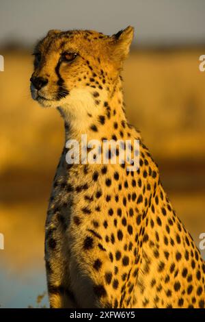 Ghepardo africano (Acinonix jubatus) femmina adulta, Namibia. Prigioniero di un individuo salvato. Foto Stock