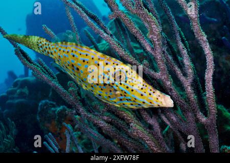 Pesce fileto raschiato (Aluterus scriptus) tra rami di gorgonie corallo (Eunicea) Bonaire, Antille Leeward, Caraibi. Foto Stock