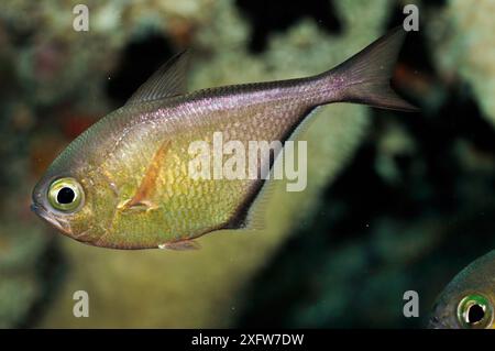 Spazzatrice dusky (Pempheris adusta), sul relitto della SS Thistlegorm SHa'ab Ali, Golfo di Suez, Egitto, Mar Rosso. Foto Stock