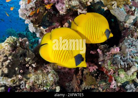 Pesce farfalla mascherato (Chaetodon semilarvatus), coppia sulla barriera corallina. Jackson Reef, stretto di Tiran, Mar Rosso, Egitto. Foto Stock