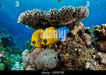 Pesce farfalla mascherato (Chaetodon semilarvatus), coppia riparata sotto il corallo a tavola (Acropora) Shark Reef fino a Jolande, Parco Nazionale di Ras Mohammed, Egitto, Mar Rosso. Foto Stock