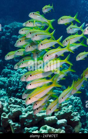 Pesce di capra pinna gialla (Mulloidichthys vanicolensis), scuola sulla barriera corallina. SHa'ab Claudio, Fury Shoal, Egitto, Mar Rosso meridionale. Foto Stock