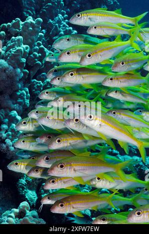 Pesce di capra pinna gialla (Mulloidichthys vanicolensis), scuola sulla barriera corallina. SHa'ab Claudio, Fury Shoal, Egitto, Mar Rosso meridionale. Foto Stock