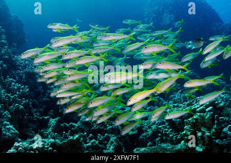 Pesce di capra pinna gialla (Mulloidichthys vanicolensis), scuola sulla barriera corallina. SHa'ab Claudio, Fury Shoal, Egitto, Mar Rosso meridionale. Foto Stock