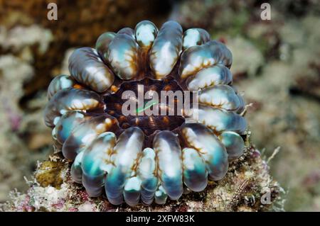 Corallo (Cynarina lacrymalis), sul relitto della SS Thistlegorm SHa'ab Ali, Golfo di Suez, Egitto, Mar Rosso. Foto Stock