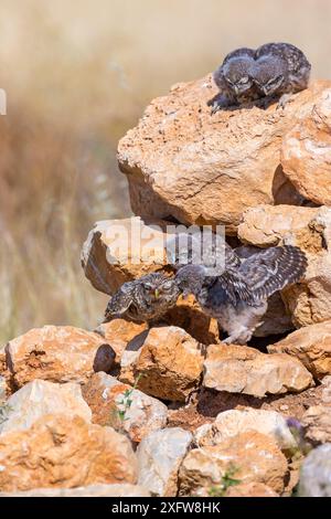 Gufo (Athene noctua) pulcini che giocano, Saragossa, Spagna, luglio. Foto Stock