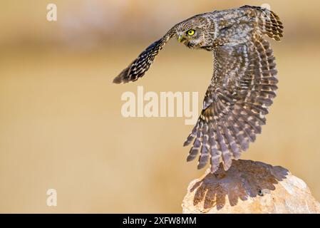 Little owl (Athene noctua) Flying, Saragossa, Spagna, luglio. Foto Stock