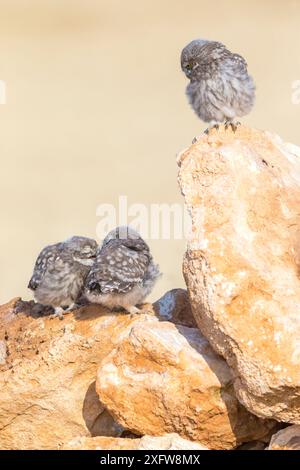 Gufo (Athene noctua) pulcini, Saragossa, Spagna, luglio. Foto Stock