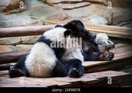 Panda gigante cub (Ailuropoda melanoleuca) Meng YUAN il lattante da sua madre Huan Huan. Meng Yuan, il primo panda gigante mai nato in Francia, di età di dieci mesi, Captive a Beauval Zoo, Saint Aignan sur cher, Francia Foto Stock