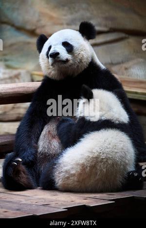 Panda gigante cub (Ailuropoda melanoleuca) Meng YUAN il lattante da sua madre Huan Huan. Meng Yuan, il primo panda gigante mai nato in Francia, di età di dieci mesi, Captive a Beauval Zoo, Saint Aignan sur cher, Francia Foto Stock