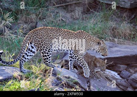 Leopardo (Panthera pardus), donna in movimento con cucciolo, Masai Mara National Reserve, Kenya. Foto Stock