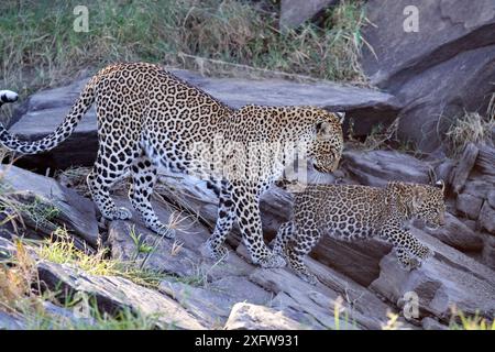 Leopardo (Panthera pardus), donna in movimento con cucciolo, Masai Mara National Reserve, Kenya. Foto Stock