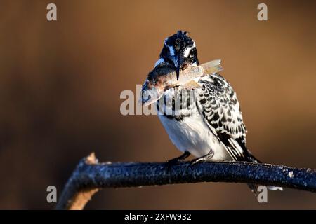 Pied kingfisher (Ceryle rudis) arroccato su un ramo con prede di pesce. Lago di Baringo. Kenya. Foto Stock