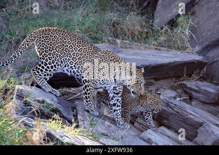 Leopardo (Panthera pardus), donna in movimento con cucciolo, Masai Mara National Reserve, Kenya. Foto Stock