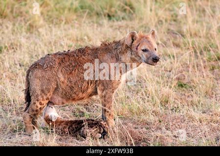 Iena maculata (Crocuta crocuta) lattazione di cucciolo, Masai Mara National Reserve, Kenya. Foto Stock