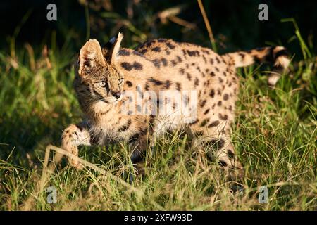 Caccia al gatto servale (Leptailurus serval) in erba, Masai Mara National Reserve, Kenya. Foto Stock