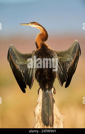 darter africano (Anhinga rufa) che asciuga le ali sull'albero di mangrovia. Lago Baringo. Kenya. Foto Stock