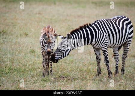 Zebra comune (Equus quagga) madre e puledro saluto Masai Mara National Reserve, Kenya. Foto Stock