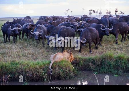 Leone africano (Panthera leo) maschio di fronte alla carica del mandria di bufali del Capo (Syncerus caffer caffer), Masai Mara National Reserve, Kenya. Sequenza 7 di 13. Il leone, insieme a una leonessa, aveva ucciso un bufalo. La femmina era fuggita, tuttavia il maschio era bloccato tra una palude e la mandria. Foto Stock