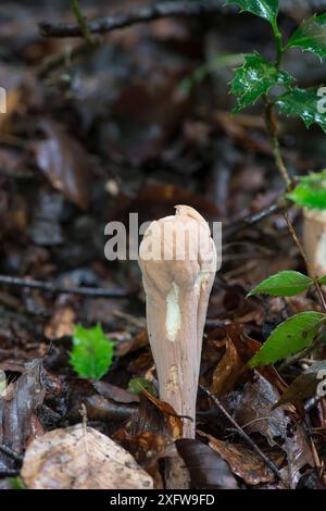 Giant Club fungus (Clavariadelphus pistillaris) Sussex, Inghilterra, Regno Unito. Settembre. Foto Stock