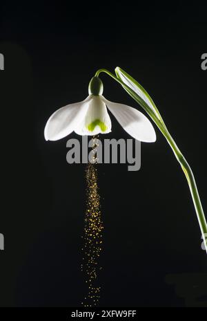 La goccia di neve (Galanthus nivalis) che rilascia polline dopo essere stata stimolata meccanicamente da un diapason. L'impollinazione Buzz, nota anche come "sonicazione", è il luogo in cui il polline viene rilasciato dalla vibrazione delle ali di insetto. Foto Stock