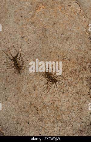 Due centipede a zampe lunghe (Scutigera sp) a Gomantong Cave, Sabah, Borneo Foto Stock