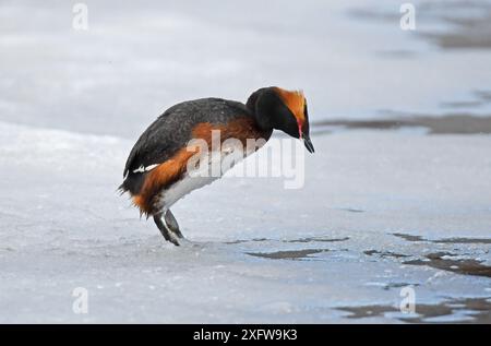 Il Grebe Slavoniano / Cornuto (Podiceps auritus) maschile chiama eccitatamente mentre è in piedi sul ghiaccio e guarda in basso con ansia i segni del maschio territoriale dominante che l'ha spinto a fuggire sul bordo ghiacciato del lago. È estremamente raro che i grebe si alzino su un terreno solido. Kolvik, Porsanger, Finmark, Norvegia Foto Stock