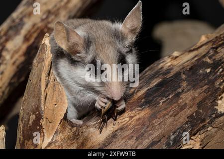 Dortopo asiatico da giardino (Eliomys melanurus), adulta, che mangia un cricket. Prigioniero. Agosto. Foto Stock