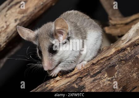 Dortopo asiatico da giardino (Eliomys melanurus), adulta, che mangia un cricket. Prigioniero. Agosto. Foto Stock