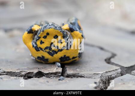 Rospo con panciotto giallo (Bombina variegata) in posizione difensiva che mostra colori di avvertimento, su terreno secco con crepe di fango, Weser Hills, bassa Sassonia, Germania. Agosto. Foto Stock