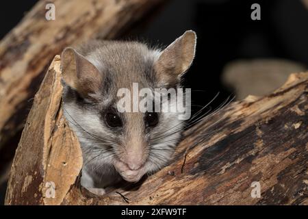 Dortopo asiatico da giardino (Eliomys melanurus), adulta, che mangia un cricket. Prigioniero. Agosto. Foto Stock