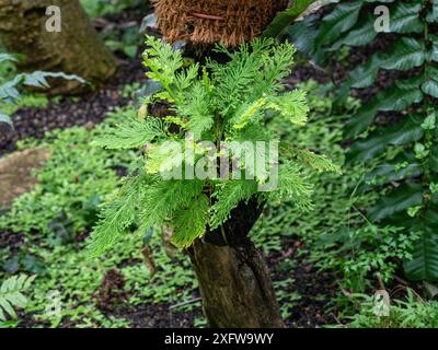 Selaginella (Selaginella umbrosa) Foto Stock