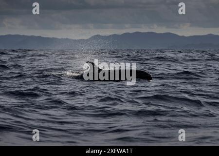 Falsi balene assassine (Pseudorca crassidens) solo per uso editoriale nella nuova Zelanda settentrionale. Foto Stock