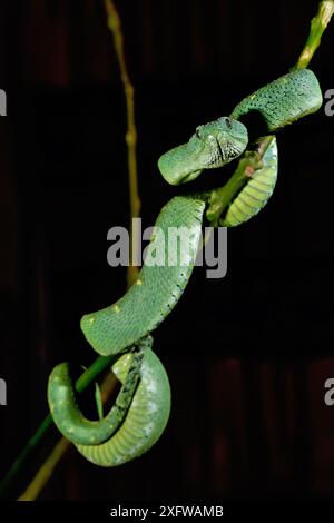 Ritratto della vipera dell'Africa occidentale (Atheris chlorechis), Togo. Condizioni controllate Foto Stock