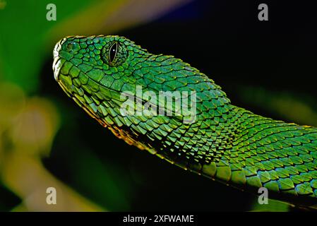 Ritratto della vipera dell'Africa occidentale (Atheris chlorechis), Togo. Condizioni controllate Foto Stock