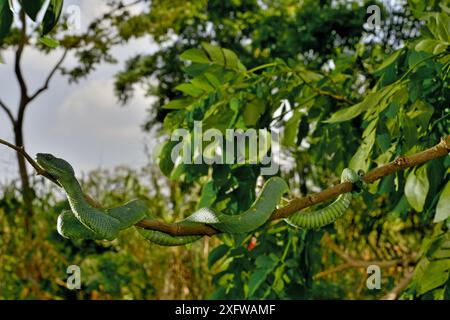 West African tree viper (Atheris chlorechis) sul ramo del Togo. Condizioni controllate Foto Stock