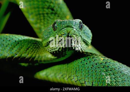 Ritratto della vipera dell'Africa occidentale (Atheris chlorechis), Togo. Condizioni controllate Foto Stock