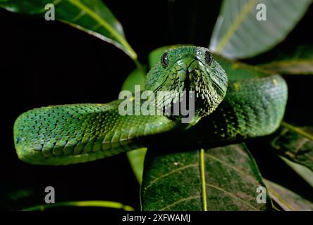 Ritratto della vipera dell'Africa occidentale (Atheris chlorechis), Togo. Condizioni controllate Foto Stock