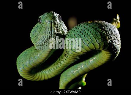 Ritratto della vipera dell'Africa occidentale (Atheris chlorechis), Togo. Condizioni controllate Foto Stock