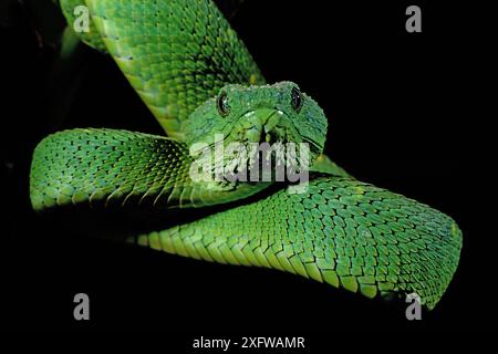 Ritratto della vipera dell'Africa occidentale (Atheris chlorechis), Togo. Condizioni controllate Foto Stock