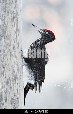 Picchio nero (Dryocopus martius) maschio, Kuusamo, Finlandia, gennaio. Foto Stock