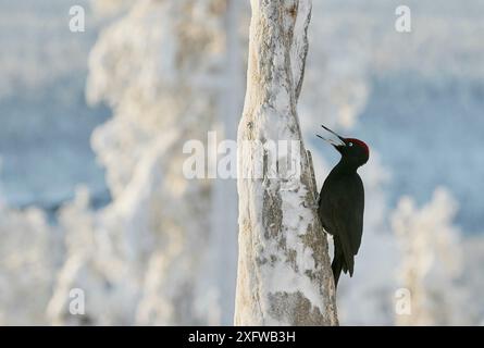 Picchio nero (Dryocopus martius) chiamata maschile, Kuusamo, Finlandia, febbraio. Foto Stock