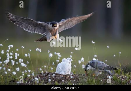 Falco Peregrine (Falco peregrinus) pulcini maschi e femmine che nutrono il nido, Vaala, Finlandia, giugno. Foto Stock